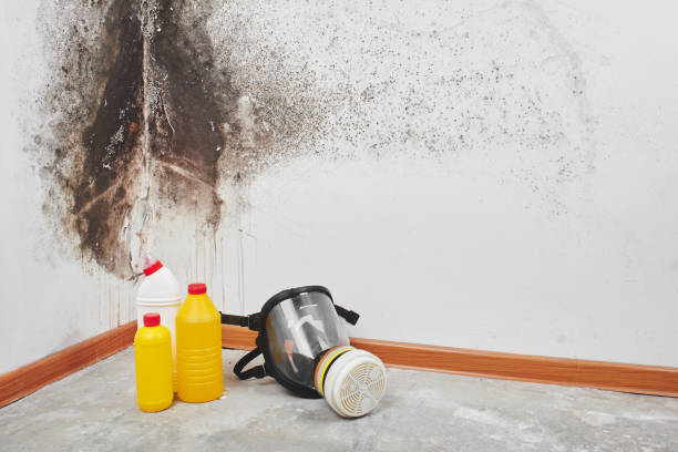 Mold Testing and Removal in Decatur, IL