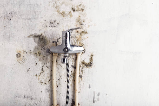 Best Commercial Mold Removal  in Decatur, IL
