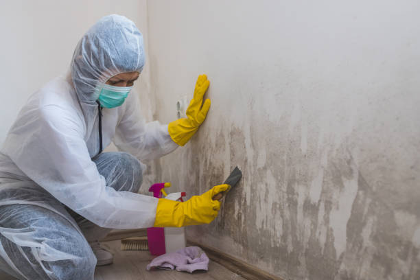 Best Attic Mold Removal  in Decatur, IL
