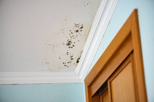 Professional Mold Removal in Decatur, IL