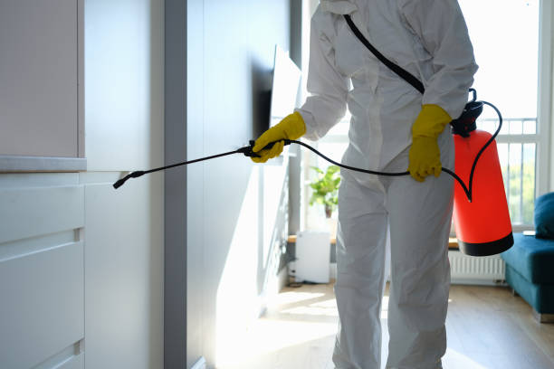 Best Best Mold Removal Companies  in Decatur, IL