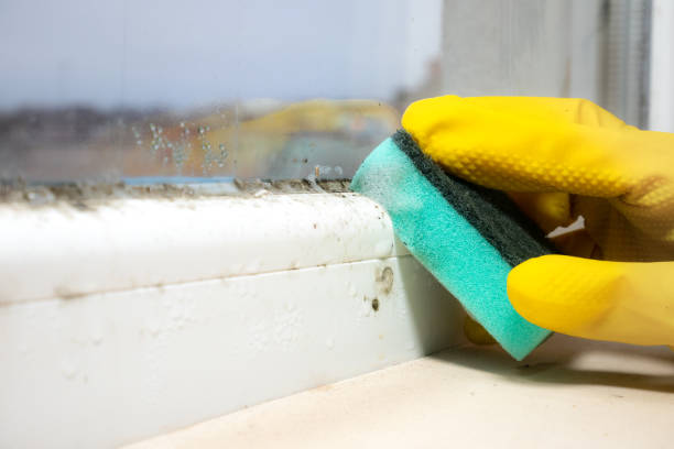 Best Black Mold Removal  in Decatur, IL
