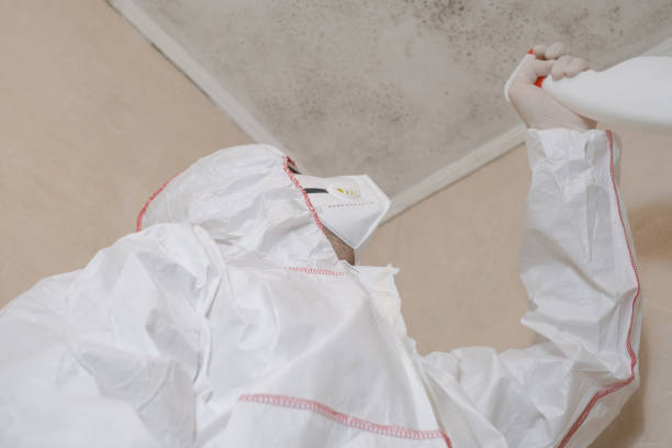 Best Certified Mold Removal  in Decatur, IL