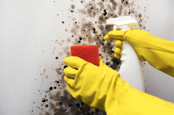 Attic Mold Removal in Decatur, IL
