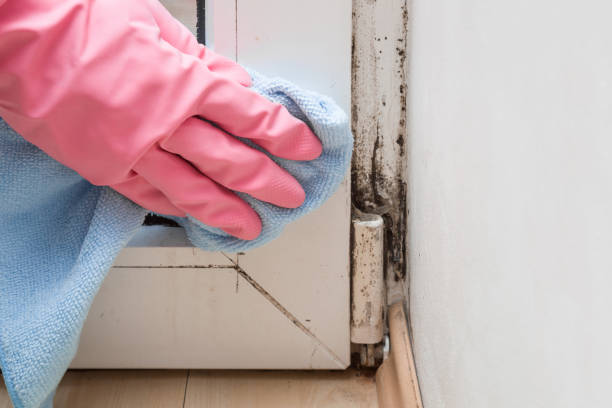 Best Local Mold Removal Service  in Decatur, IL