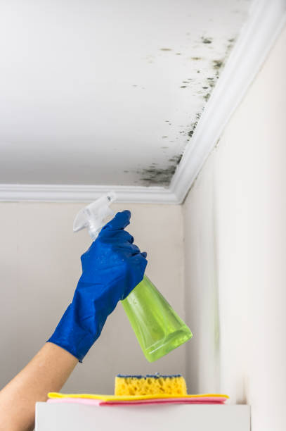 Best Professional Mold Removal  in Decatur, IL