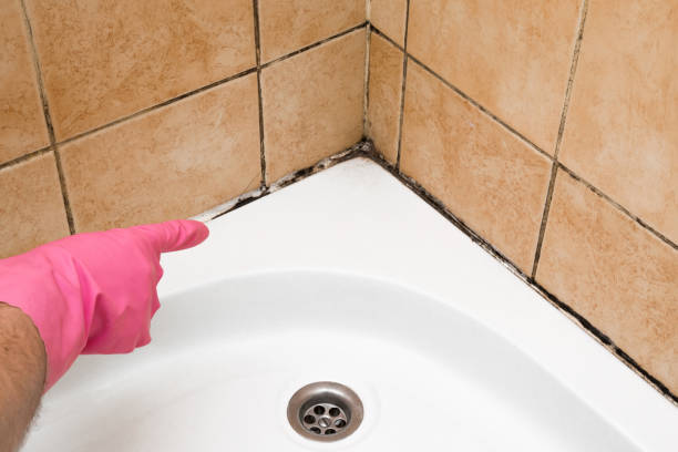 Best Mold Damage Repair  in Decatur, IL